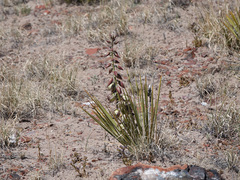 Yucca baileyi