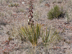 Yucca baileyi