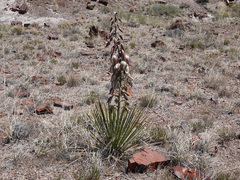 Yucca baileyi
