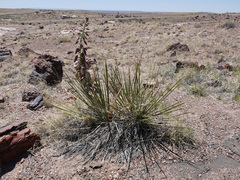 Yucca baileyi