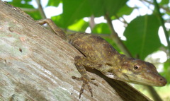 Anolis fortunensis