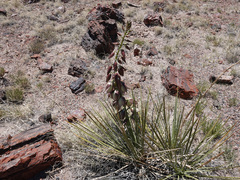 Yucca baileyi