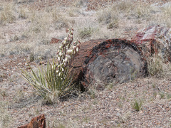 Yucca baileyi