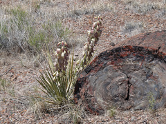 Yucca baileyi