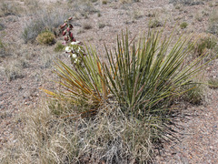 Yucca baileyi