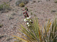 Yucca baileyi