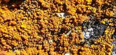 Teloschistaceae