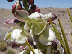 Yucca baileyi