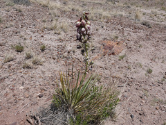 Yucca baileyi
