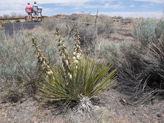 Yucca baileyi