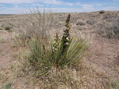 Yucca baileyi