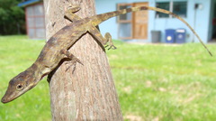 Anolis fortunensis