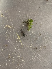 Herpyllus propinquus