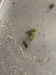 Herpyllus propinquus