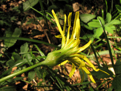 Takhtajaniantha austriaca
