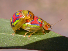 Paropsisterna gloriosa