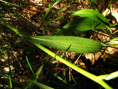 Takhtajaniantha austriaca