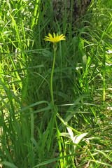 Takhtajaniantha austriaca