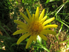 Takhtajaniantha austriaca