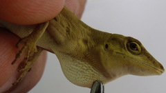 Anolis fortunensis