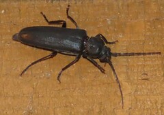 Arhopalus ferus