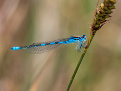 Coenagrion scitulum