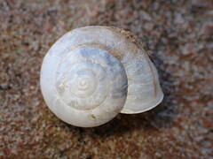 Helminthoglypta reediana