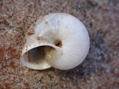 Helminthoglypta reediana