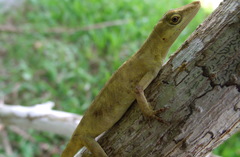 Anolis fortunensis