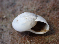 Helminthoglypta reediana