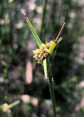 Cyperus gymnocaulos