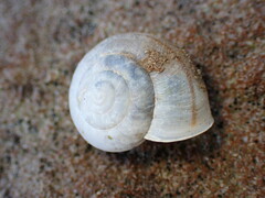 Helminthoglypta reediana