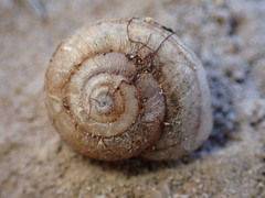 Helminthoglypta reediana