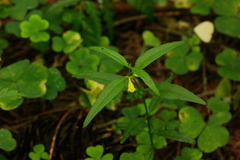 Melampyrum sylvaticum