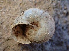 Helminthoglypta reediana