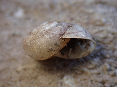 Helminthoglypta reediana