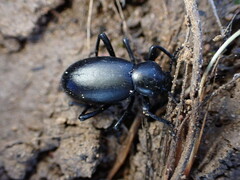 Coelocnemis dilaticollis