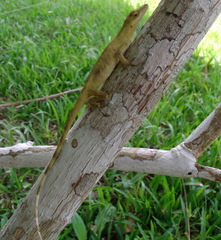 Anolis fortunensis