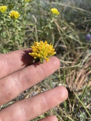 Chrysothamnus viscidiflorus
