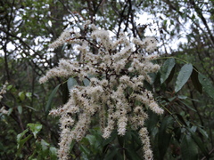 Decatropis bicolor