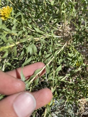 Chrysothamnus viscidiflorus