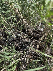 Chrysothamnus viscidiflorus