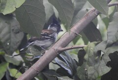 Sakesphorus canadensis