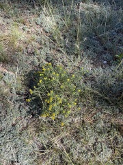 Chrysothamnus viscidiflorus