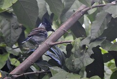 Sakesphorus canadensis