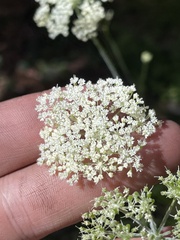 Ligusticum grayi