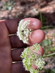 Ligusticum grayi