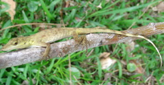 Anolis fortunensis