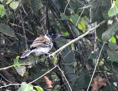 Sakesphorus canadensis