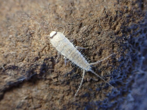 Ctenolepisma ciliatum photo 5